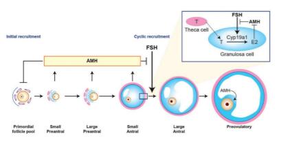 卵泡发育与amh抗缪勒管激素分泌 