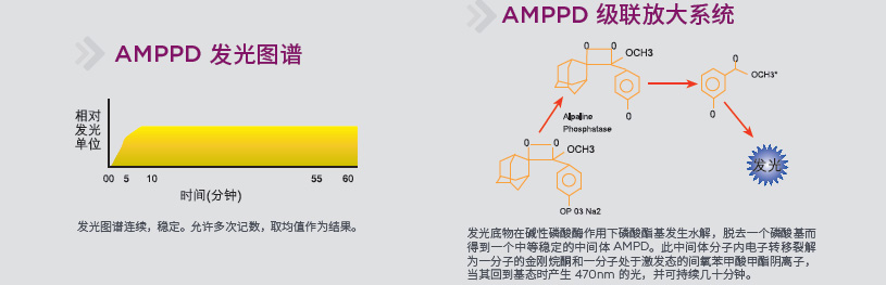 贝克曼库尔特amppd发光图谱/级联放大系统